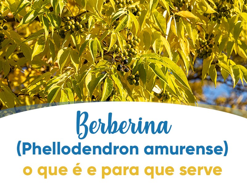 Berberina (Phellodendron amurense): o que  e para que serve